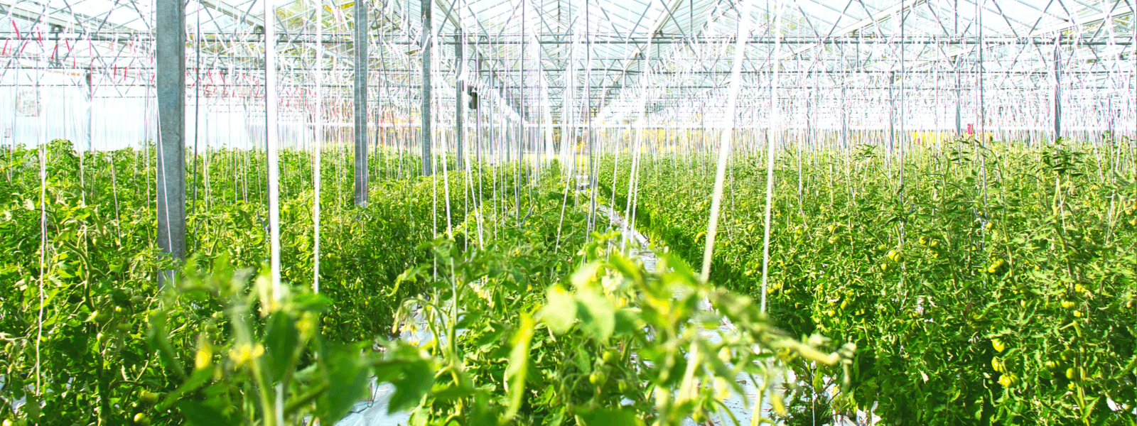 向陽而生、逐浪前行，追求卓越、只爭朝夕